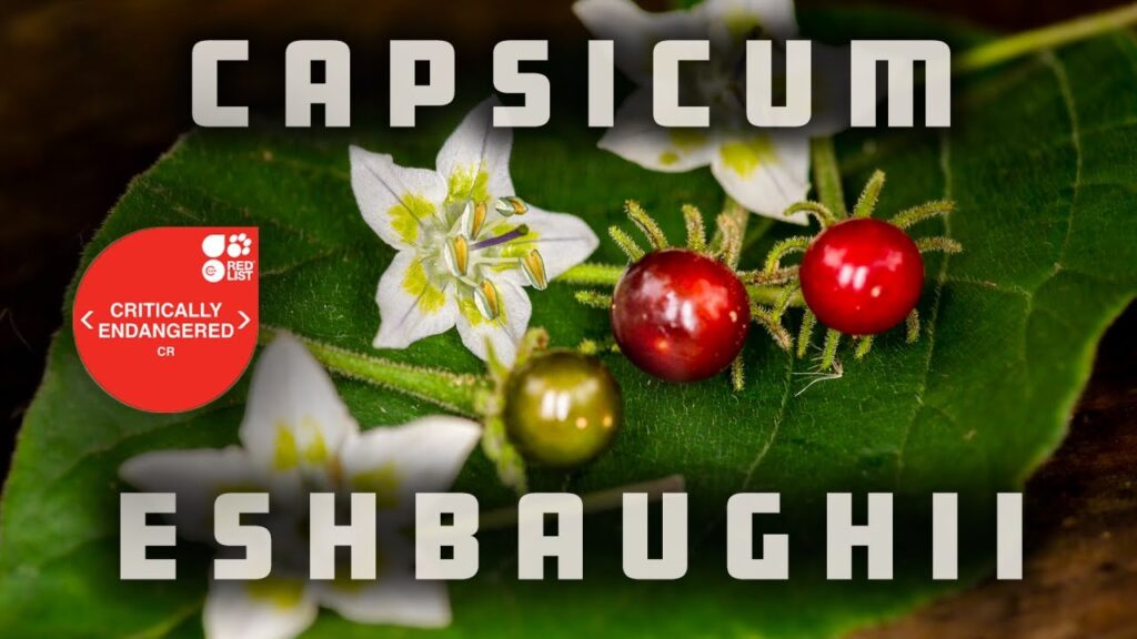 Capsicum Eshbaughii Is Critically Endangered But I Found It! 