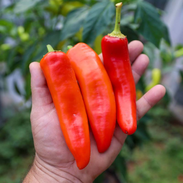 Puna-Miris-Ripe-Fruit-in-Hand.webp