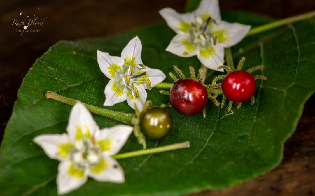 Capsicum eshbaughii Is Critically Endangered But I Found It