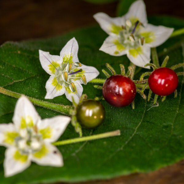 Capsicum esbhaugii or "Ulupica" ripe fruit, leaf and flower morphology.
