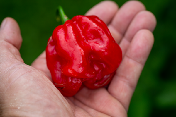 Hoyt Saxton Pumpkin Habanero Pepper Seeds