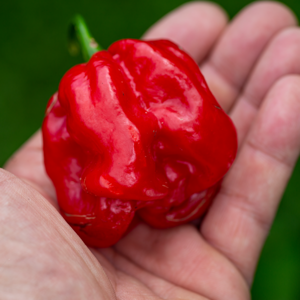 Hoyt Saxton Pumpkin Habanero Pepper Seeds