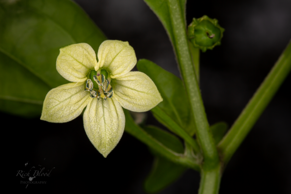 Pumpkin Habanero Pepper Seeds Hoyt Saxton - Image 4