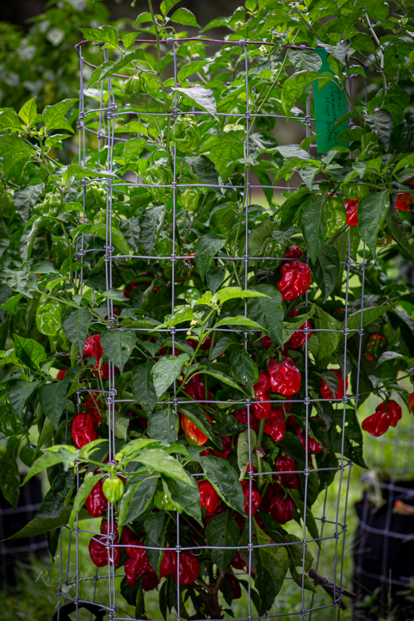 Pumpkin Habanero Pepper Seeds Hoyt Saxton - Image 2