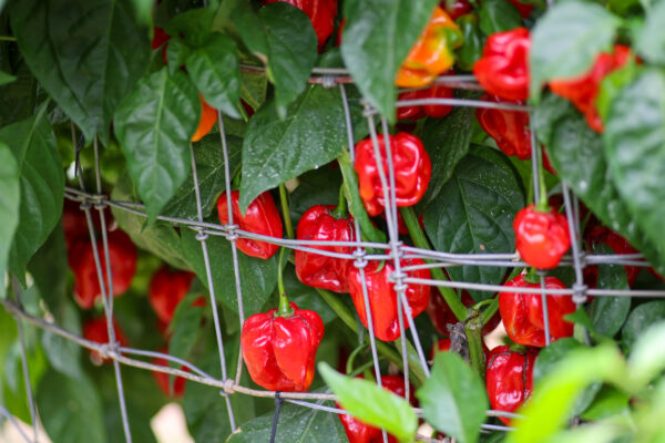 Pumpkin Habanero Pepper Seeds Hoyt Saxton - Image 6