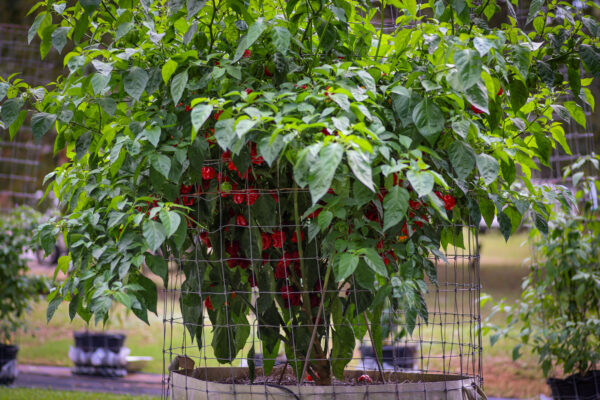 Pumpkin Habanero Pepper Seeds Hoyt Saxton - Image 7