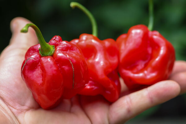 Pumpkin Habanero Pepper Seeds Hoyt Saxton - Image 5