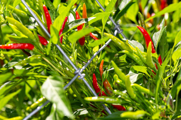 Rooster Spur Pepper Seeds Jack Patton - Image 7