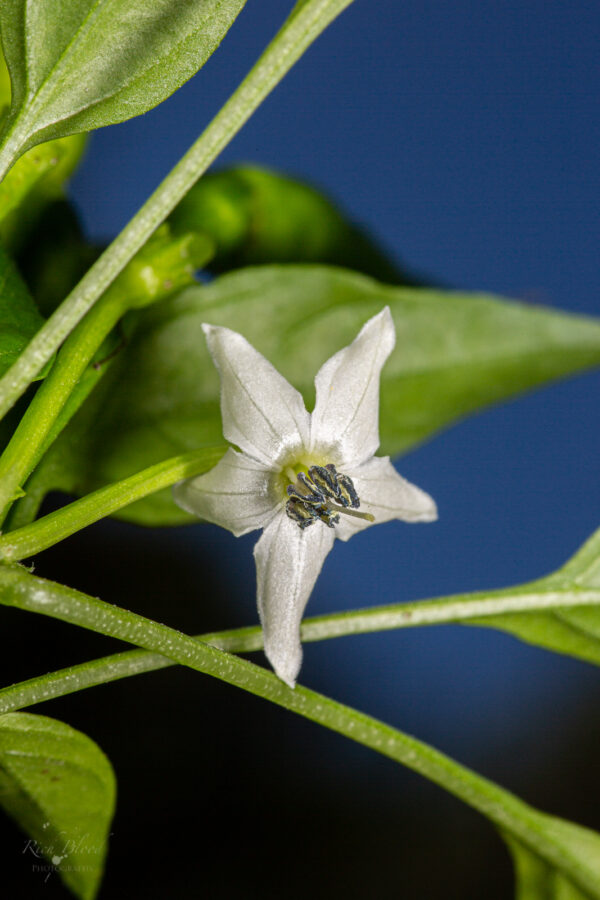 Rooster Spur Pepper Seeds Jack Patton - Image 2