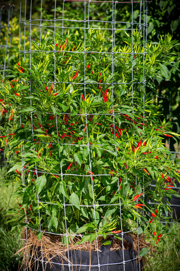 Rooster Spur Pepper Seeds Jack Patton - Image 6