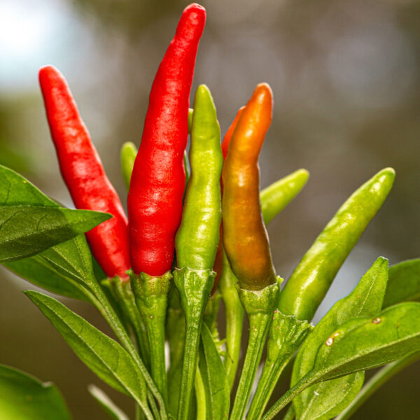 Rooster Spur Jack Patton Pepper Seeds