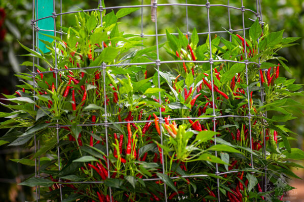 Rooster Spur Pepper Seeds Jack Patton - Image 3