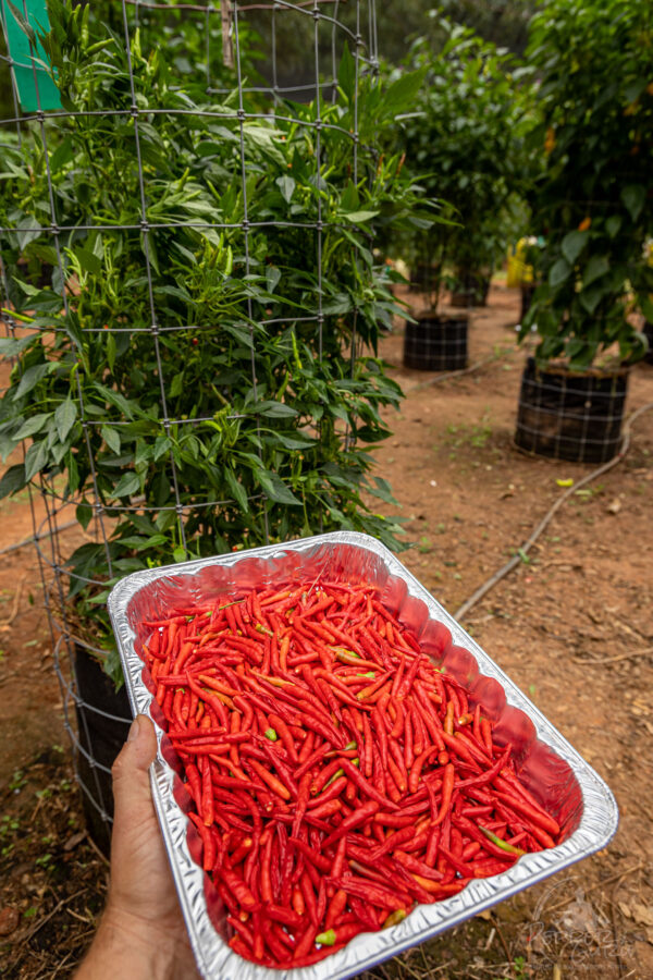 Rooster Spur Pepper Seeds Jack Patton - Image 4