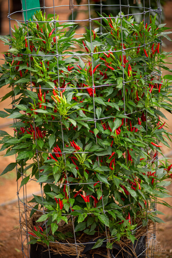 Rooster Spur Pepper Seeds Jack Patton - Image 5