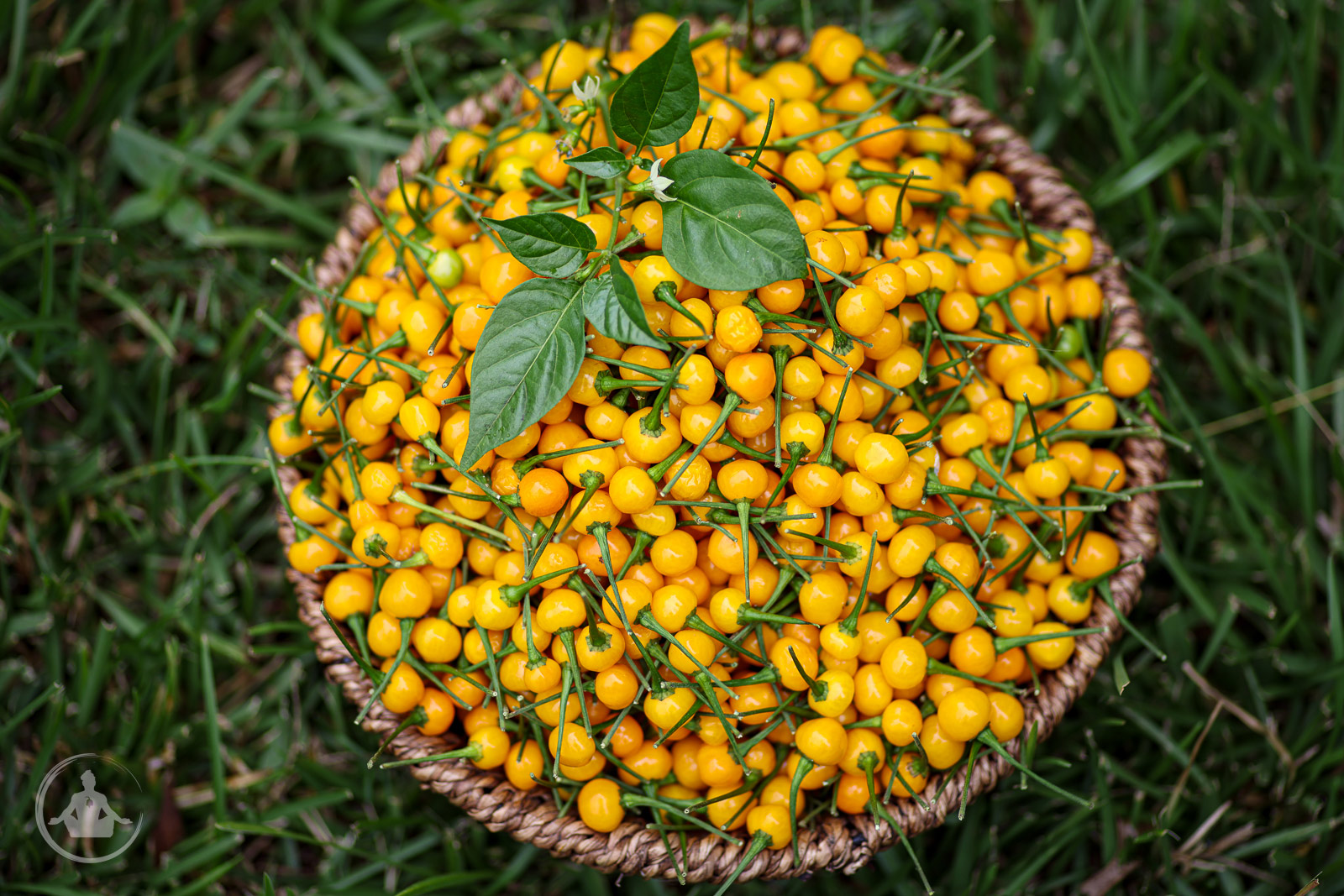 Aji-Charaptia-Debunked-Not-Diminished