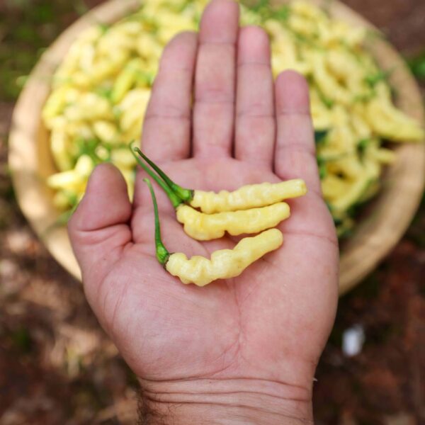 Grow a Bolivian hot pepper that looks like a caterpillar! Buy Aribibi Gusano Pepper Seeds and experience the flavor!