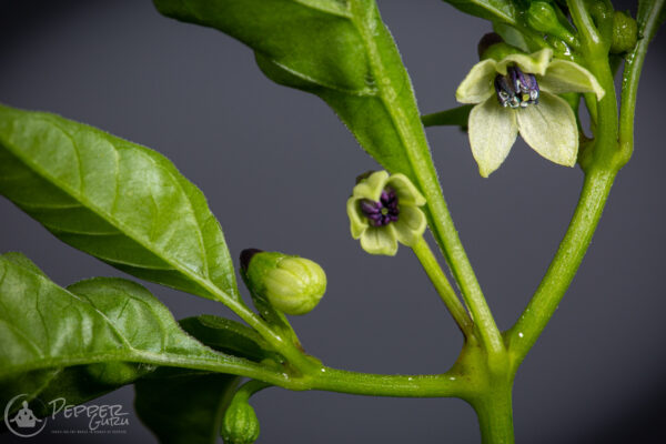 Aribibi Gusano Pepper Seeds Flower