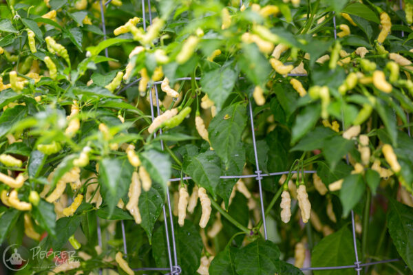 Aribibi-Gusano-Pepper-Seeds-Fruit