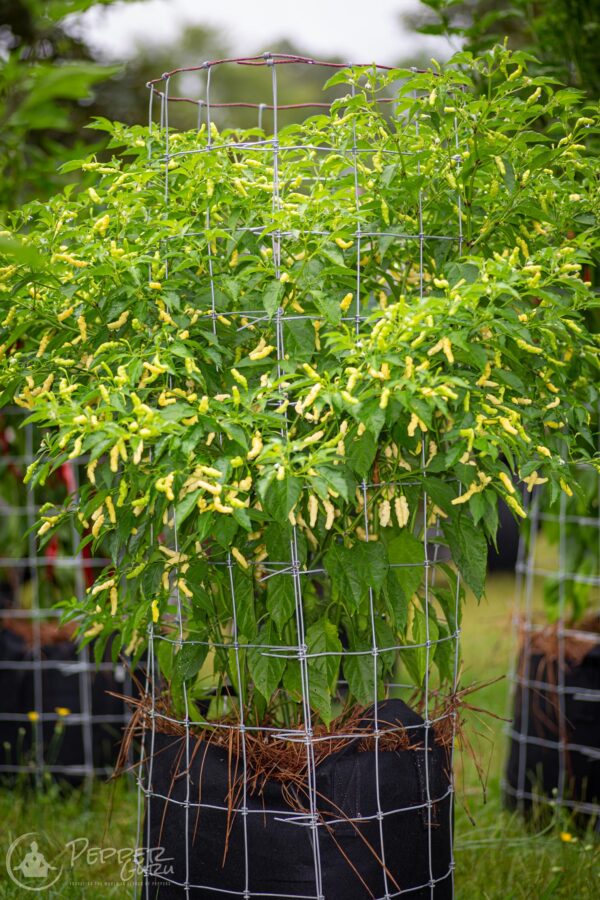 Aribibi-Gusano-Pepper-Seeds-Plant