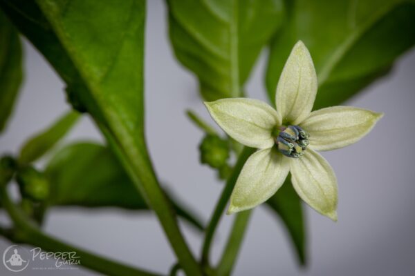 Bhut Jolokia Pepper Seeds Original Flower