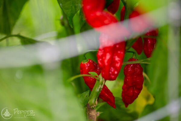 Bhut Jolokia Pepper Seeds Fruit