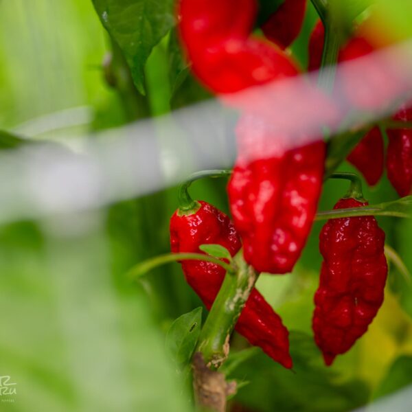 Bhut Jolokia Pepper Seeds Fruit