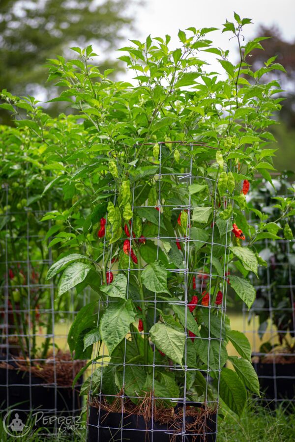 Bhut Jolokia Pepper Seeds Original Plant