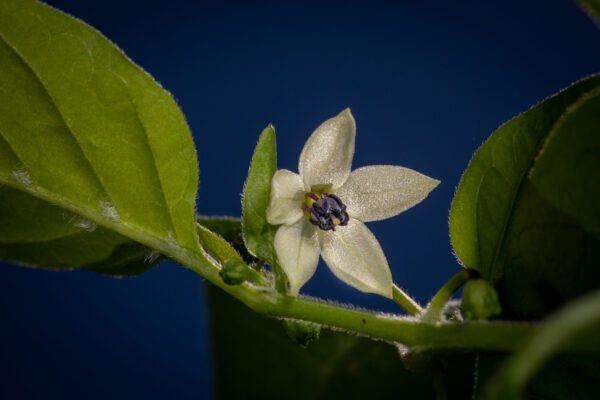 Biquinho-Pepper-Seeds-Flower