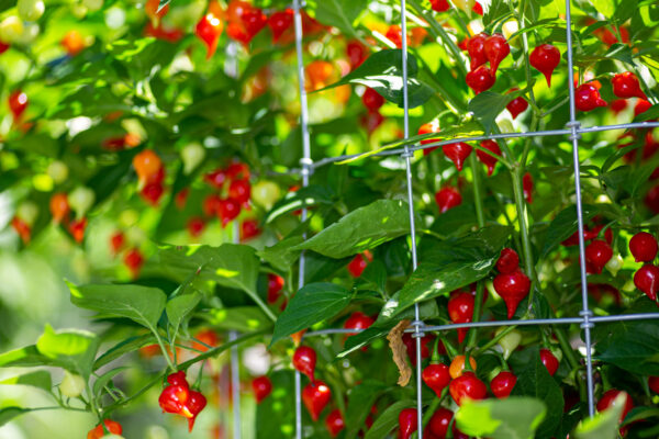 Biquinho-Pepper-Seeds-Fruit