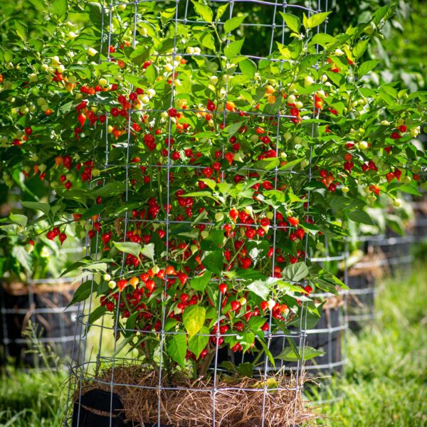 Biquinho-Pepper-Seeds-Plant