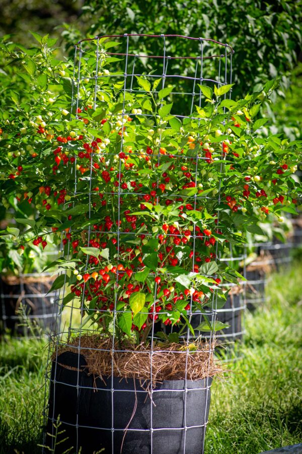 Biquinho-Pepper-Seeds-Plant