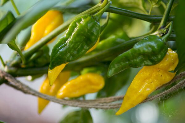 Fatalii Pepper Seeds