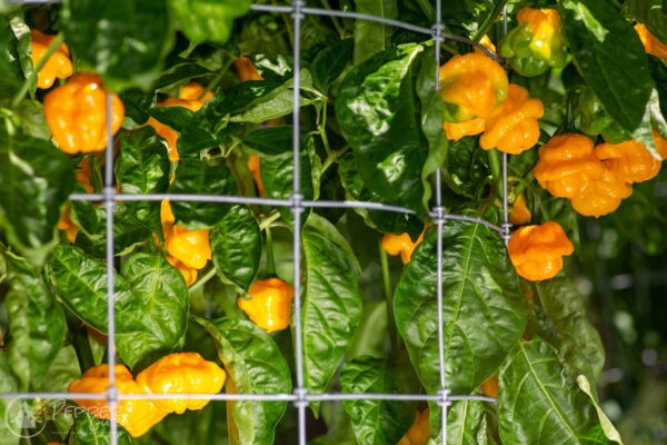 Scotch Bonnet Pepper Seeds Papa Dreadie Select