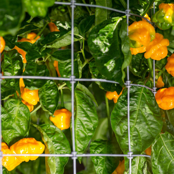 Scotch Bonnet Pepper Seeds Papa Dreadie Select