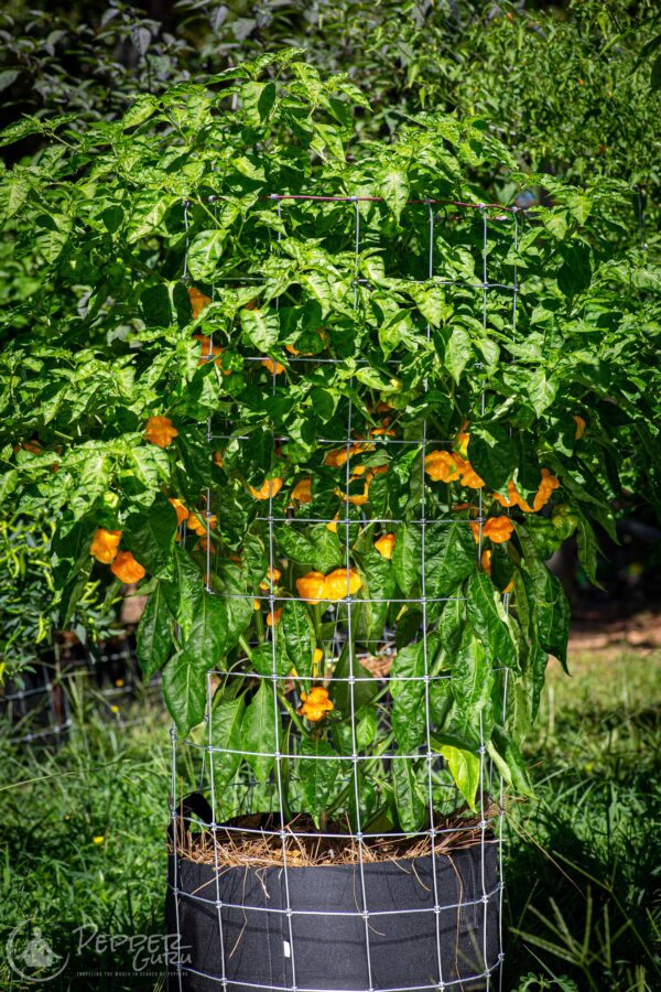 Scotch Bonnet Pepper Seeds Papa Dreadie Select