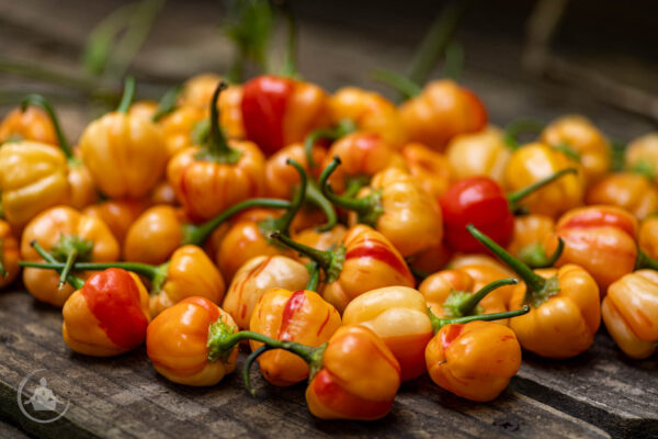 Peppapeach Stripey Pepper Seeds