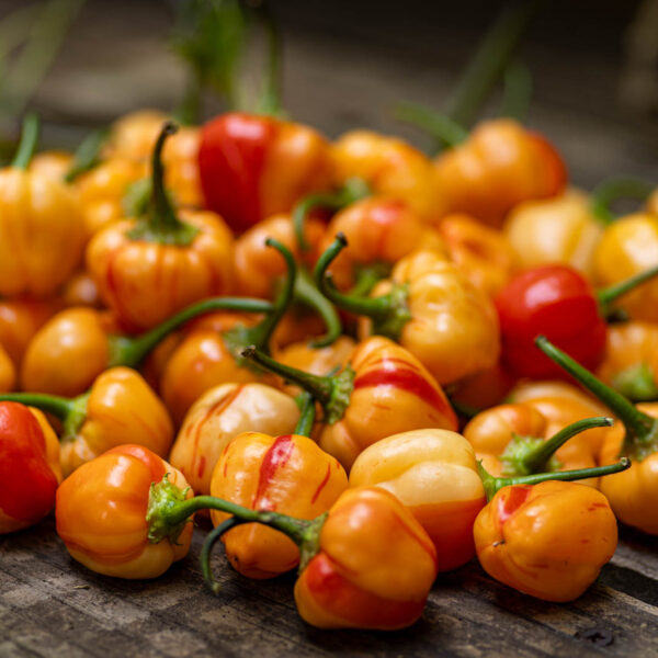 Peppapeach Stripey Pepper Seeds