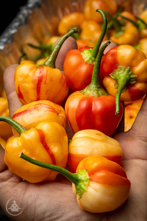 Peppapeach Stripey Pepper Seeds