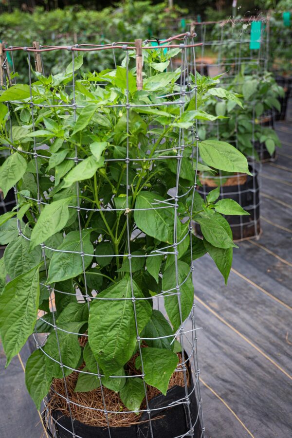 Peppapeach Stripey Pepper Seeds