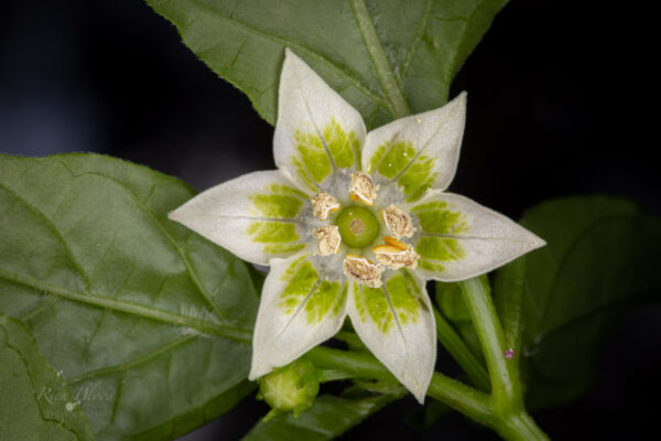 Peppapeach Stripey Pepper Seeds