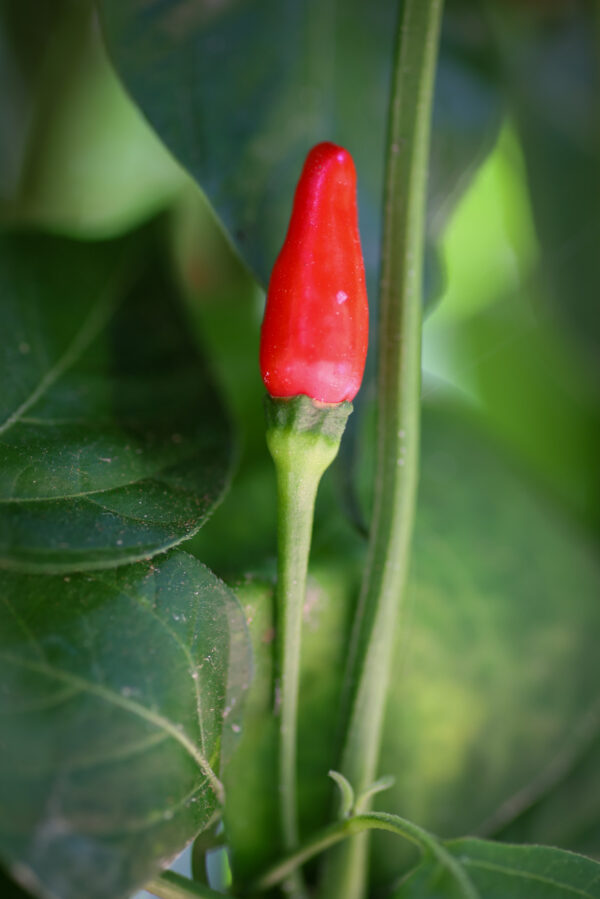 Peri-Peri-Pepper-Seeds-Fruit