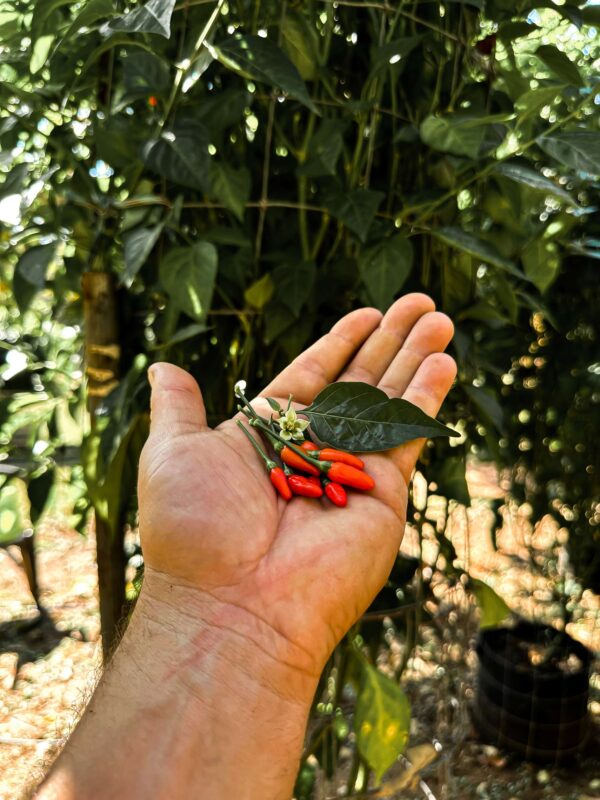 Peri-Peri-Pepper-Seeds-Fruit-Flower-Leaves