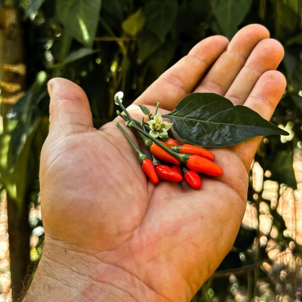 Peri Peri Pepper Seeds KZN