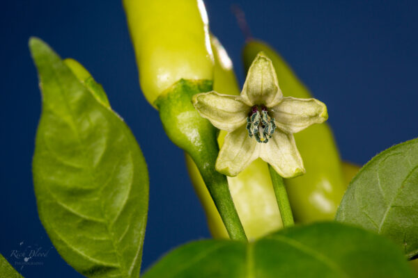 Peri-Peri-Pepper-Seeds-KZN-Flower- Morphology