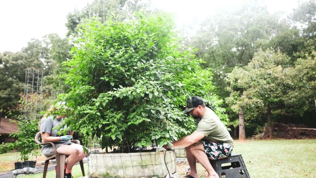 Rich and Jen pick giant Aji Charapita plant for thehotpepper.com growdown throwdown 2024. 