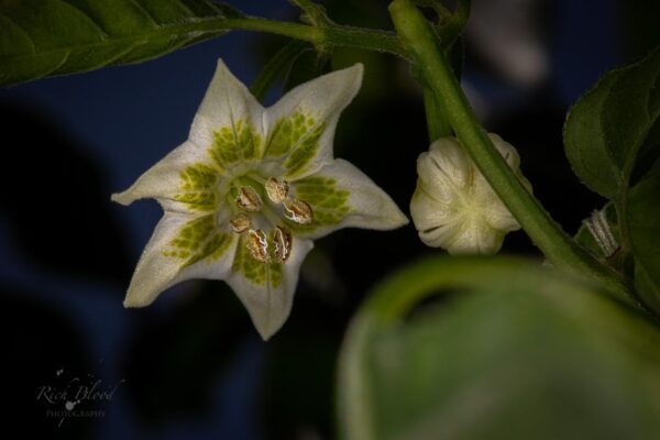 Sugar-Rush-Stripey-Pepper-Seeds-Flower