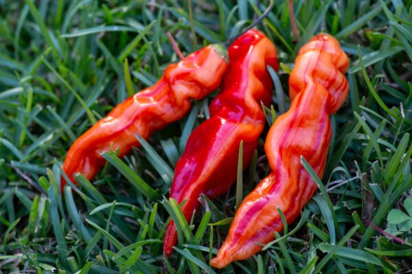 Sugar-Rush-Stripey-Pepper-Seeds-Fruit