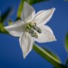 Yellow-Cayenne-Pepper-Seeds-Flower