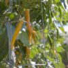 Yellow-Cayenne-Pepper-Seeds-Fruit-Close-Up