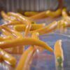 Yellow-Cayenne-Pepper-Seeds-Fruit-Pan-Close-Up